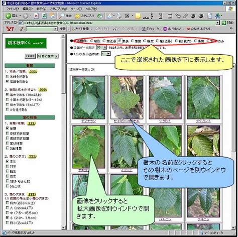 木名|樹木検索サイト「木には名前がある」